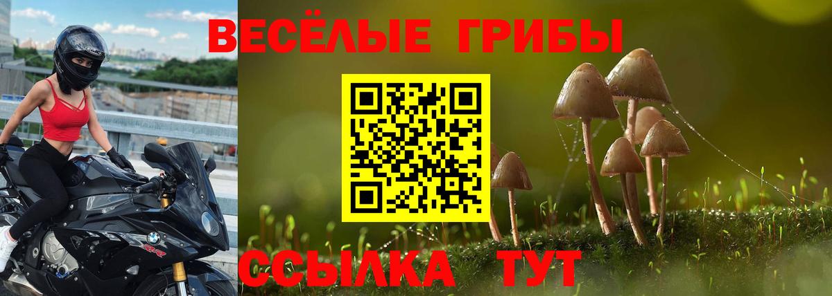 Псилоцибиновые грибы Psilocybe Городец